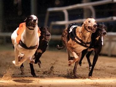 Romford's Puppy Cup and the Brighton Belle final at Hove headline the live Racing Post TV action 
